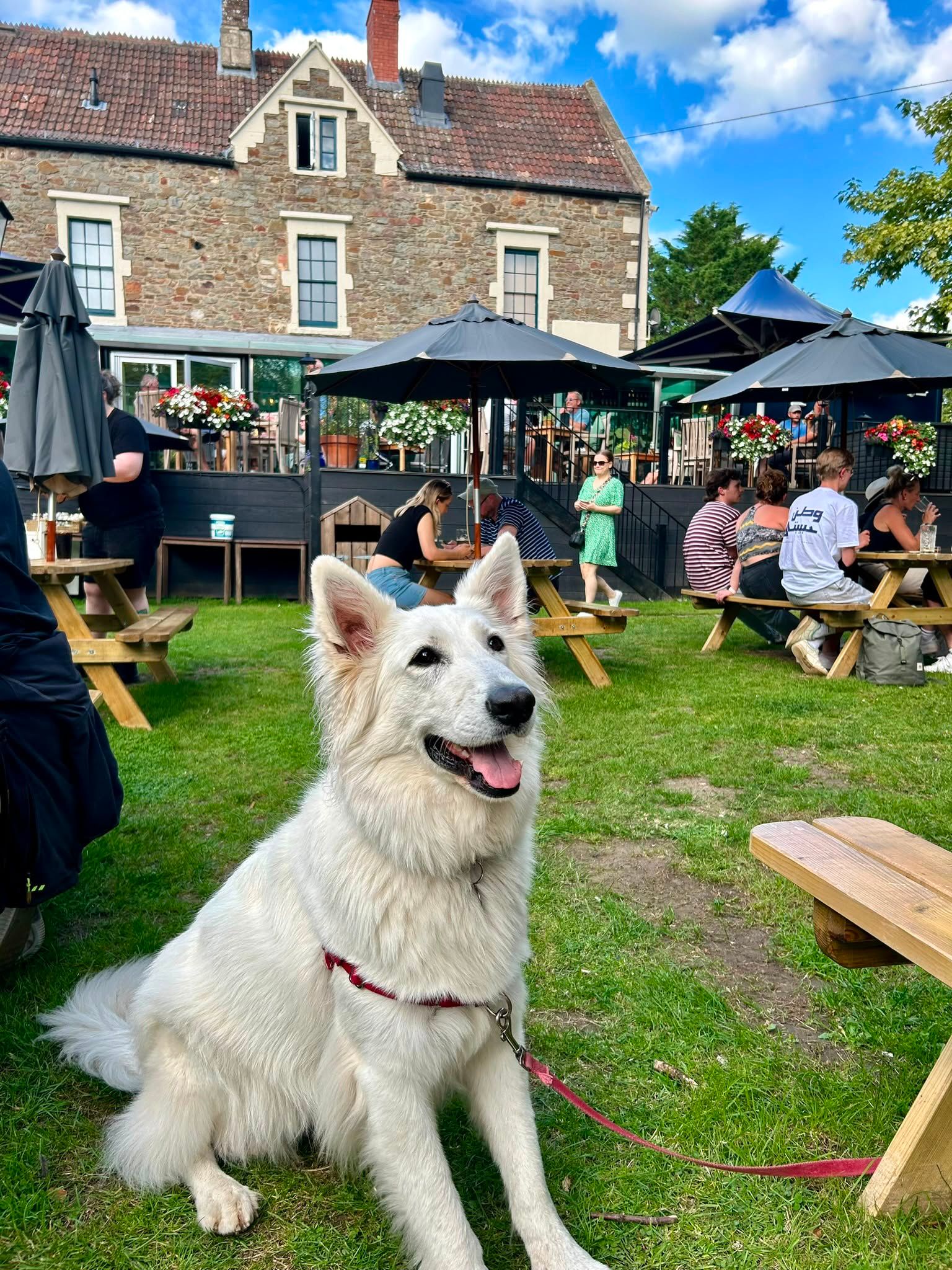 Fluffy white dog outside in the garden of the Lock keepers, keynsham, by the river Avon